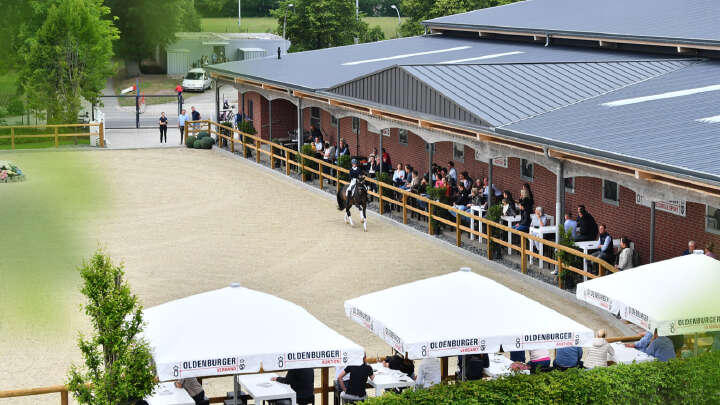 oldenburger verband pferdezucht derby community teaserbild